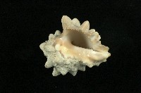 大岩螺藏品圖，第3張